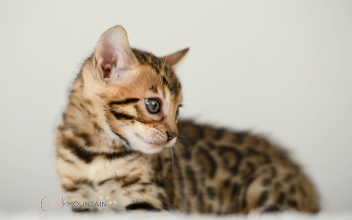 Bengal kitten for sale